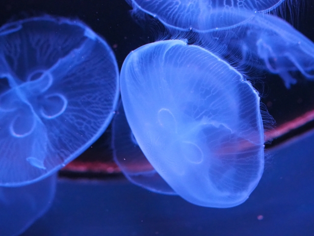 目の充血には、ビタミンB₂