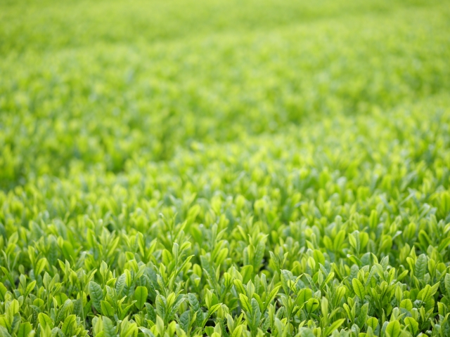 茶カテキンのちから