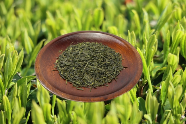 カテキン含有量は変化する